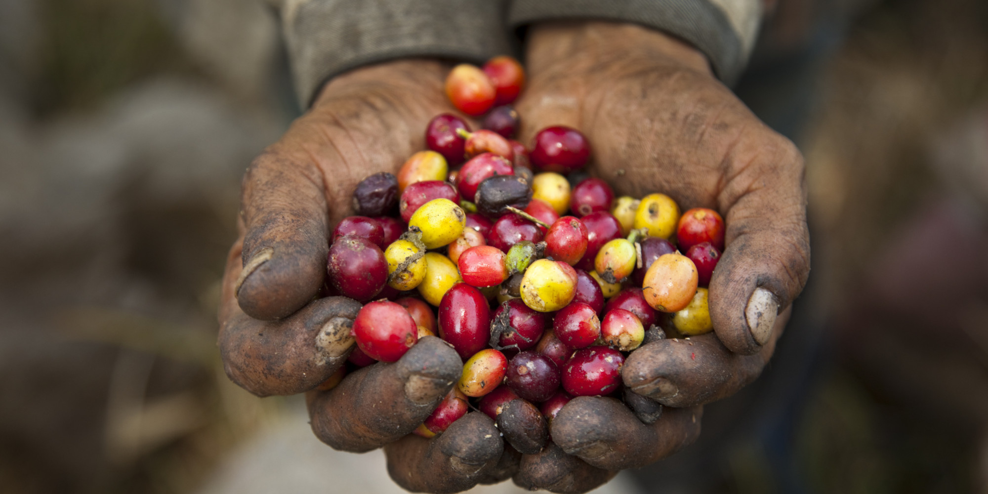 what-is-fair-trade-coffee-trade-coffee